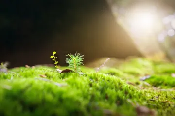 Koji su najbolji prirodni sakupljači vlage?