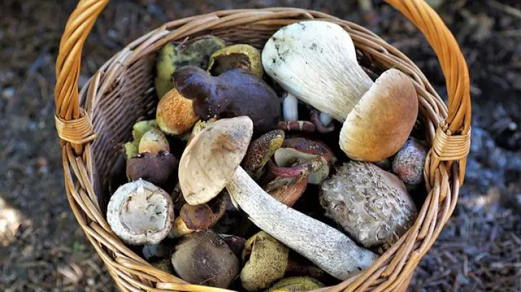 Koje su gljive za kiseljenje? Kako pripremiti gljive za kiseljenje?