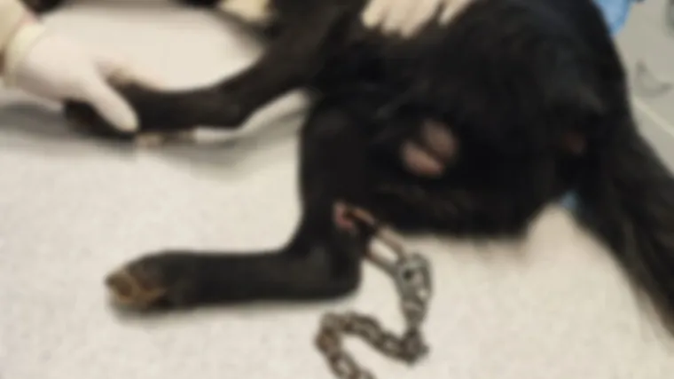 Kod Varaždina pronađen pas kojemu je netko probu&scaron;io nogu i kroz nju provukao lanac