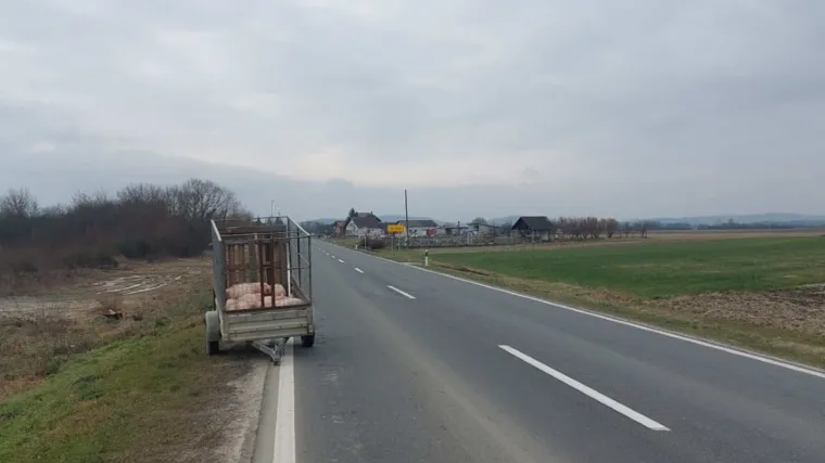 Što se krije iza fotografije napuštenih prasaca kod Slatine? Sve se odigralo u pet minuta