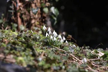 Na Jadranu i u gorju promjenjivo. Može biti sumaglice ili magle, a potom južina