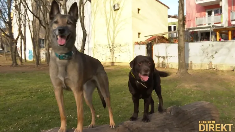 Ovo su Gizmo i Tanda, psi koji su spa&scaron;avali preživjele u Turskoj: Sve rade samo za jedan keks ili lopticu
