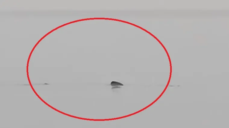 Golema psina snimljena u pulskom akvatoriju: Druga je najveća riba na svijetu!