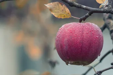 Tart od jabuka odličan voćni desert za svaki dan