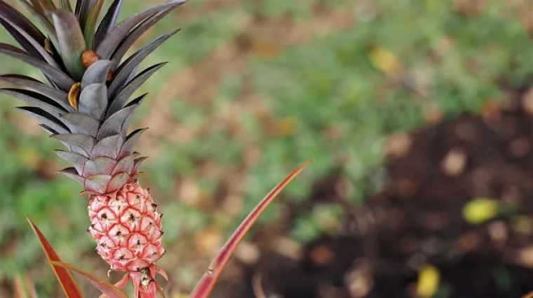 Praktični savjeti za zalijevanje ananasa