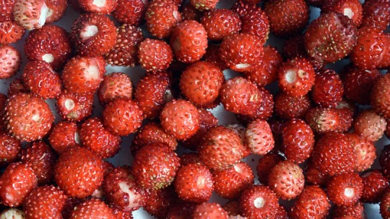 Sok od &scaron;umskih jagoda - recept i priprema