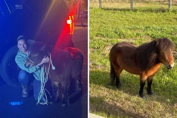Poni dva sata pratio policijsku potjeru pa je priveden. Optužen je za 'nedolično ponašanje' i opiranje uhićenju