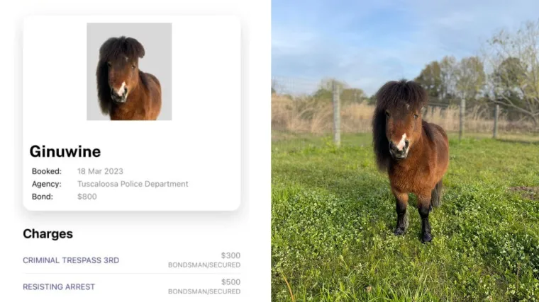 Poni dva sata pratio policijsku potjeru pa ga uhitili zbog 'nedoličnog' ponašanja