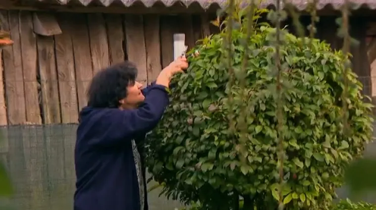 Kod Dragoljuba u radnoj akciji najbolja je bila Silvana: 'Dalmatinka zna &scaron;tucati'