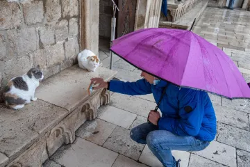 Uginula je najpoznatija dubrovačka mačka Anastazija: 'Borila si se tvrdoglavo i hrabro do kraja'