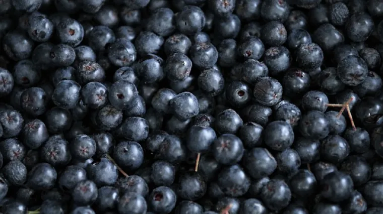 Provjereni recept za sirup od smrznute aronije