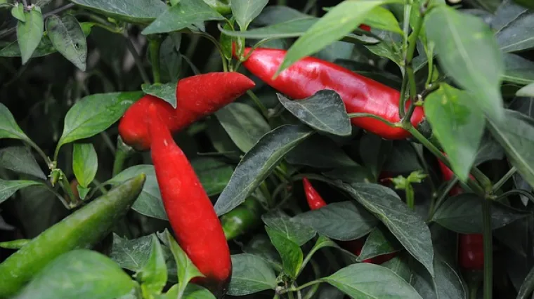 Recept kako napraviti ukusan domaći ljuti umak