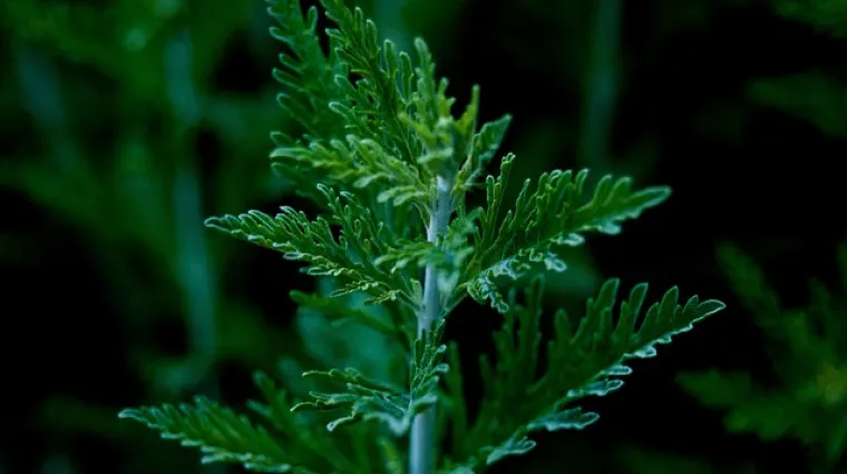 Kako i kada se bere slatki pelin?