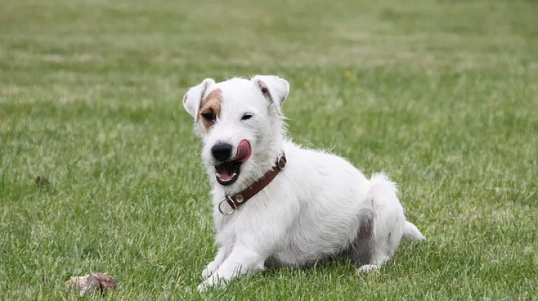 Recept kako napraviti domaću tortu za pse
