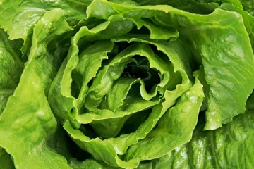 Najbolja salata od piletine odličan izbor za lagani glavni obrok