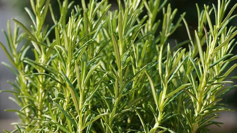 Kreativne ideje i savjeti kako oblikovati ružmarin