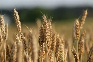 Širi se poput kuge hrvatskim njivama: Vratila se 'žuta hrđa', bolest koja je zadnji put viđena prije gotovo 10 godina