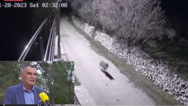 Opasne zvijeri sve češće dolaze u naselja; Šef lovaca najavio: 'Skupljat ćemo uzorke izmeta...'