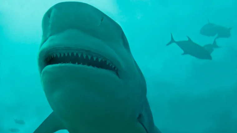 Djevojčica (13) preživjela napad morskog psa: Udarala ga je šakama! 'Šokirali smo se, jer je sve bilo puno krvi...'