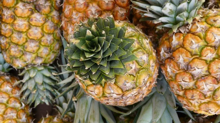 Koliko dugo raste ananas? Koje su osnovne karakteristike ananasa?