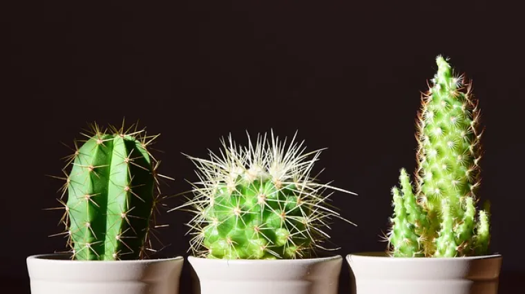 Praktični savjeti i upute za uzgoj mini kaktusa