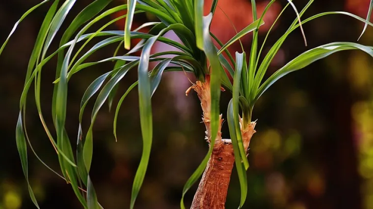 Kako oporaviti slonovu nogu? Zašto vene slonova noga?