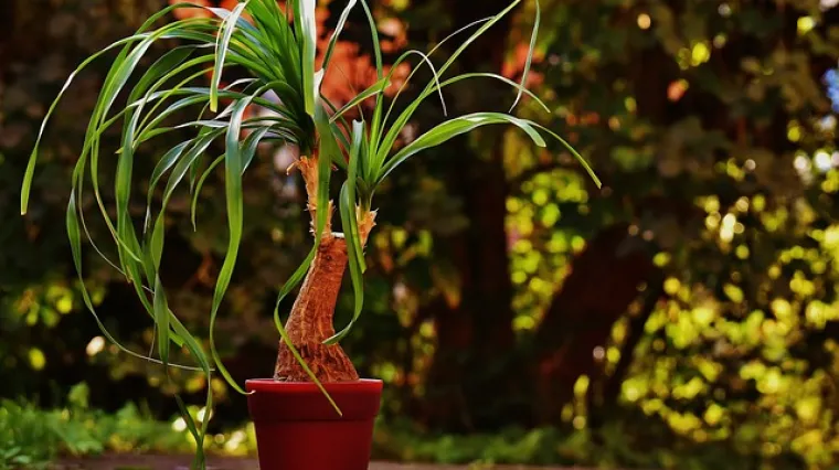 Što uzrokuje sušenje listova slonove noge? Kako spriječiti sušenje listova slonove noge?