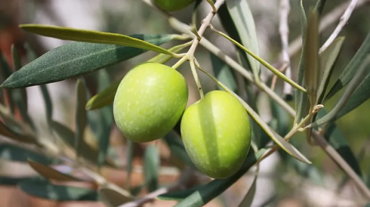 Kako spriječiti bolesti lista masline?