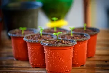 Kratki vodič i savjeti za pravilno razmnožavanje fikusa iz lista