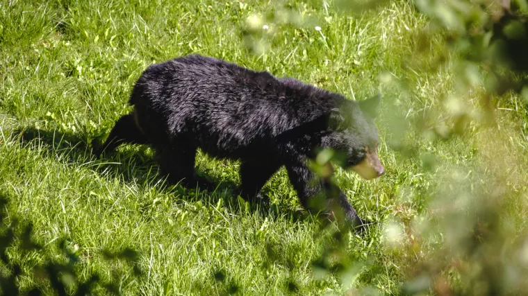 Medo otišao iz Kostrene, lovci ga usmjerili prema visokoj šumi Gorskog kotara