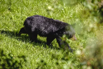 Medo otišao iz Kostrene, lovci ga usmjerili prema visokoj šumi Gorskog kotara