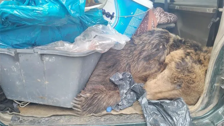 Lovci ubili zakonom zaštićenog smeđeg medvjeda i pokušali ga prokrijumčariti u prljažniku. Pali kod Ružića