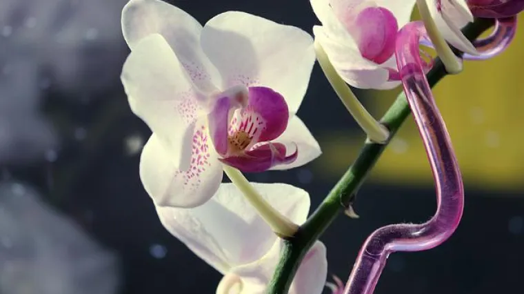 Kako uzeti pelcer orhideje? Kako presaditi orhideju pomoću pelcera?