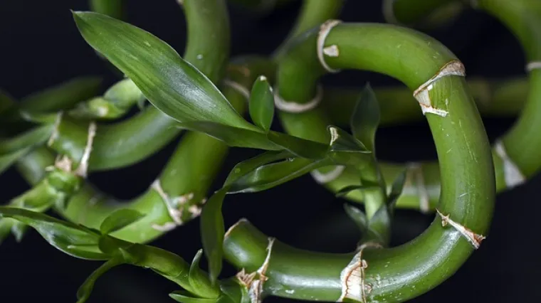 Koje sve vrste bambusa postoje? Kako se dijele vrste bambusa?