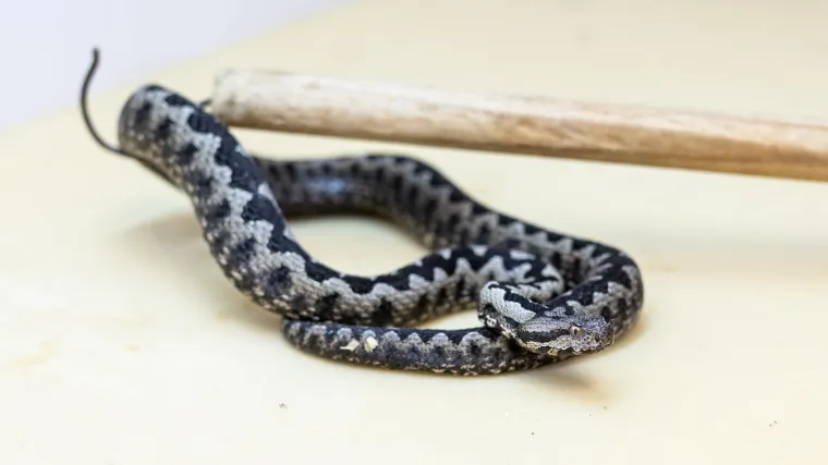 VIDEO Omi&scaron;anin lovio ribu u Cetini pa ulovio - poskoka! 'Izvlačim ne&scaron;to te&scaron;ko, poznatog izgleda'