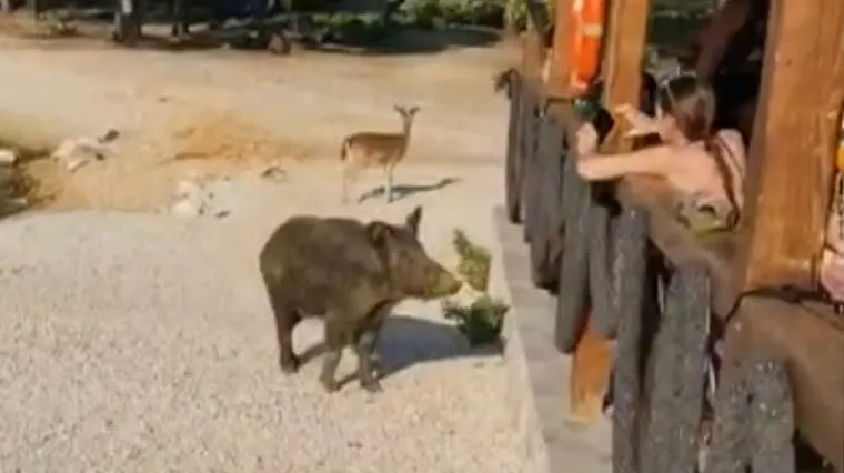 Sve više divljih svinja u urbanim područjima diljem Hrvatske, a stručnjak tvrdi: 'Plodnost im je doslovno eksplodirala'