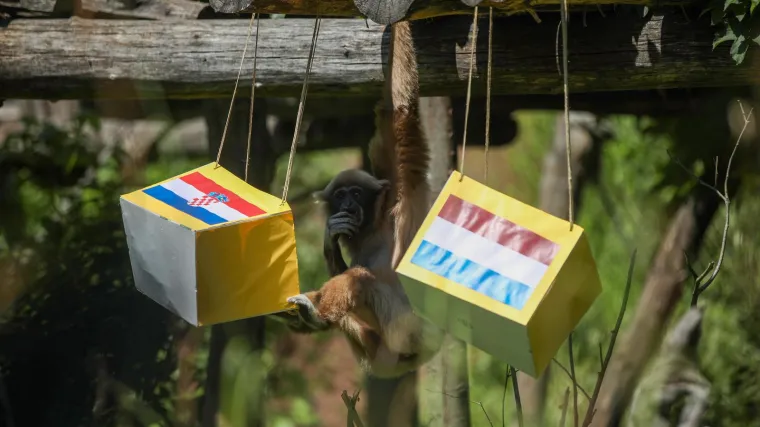 Rođeni Nizozemac Kent prognozirao današnje polufinale: 'Bit će jako neizvjesno, dugo se nećkao između kutija'