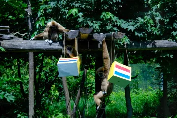 Gibon Kent prognozirao pobjedu Hrvatske protiv Nizozemske. Kakav majmun...