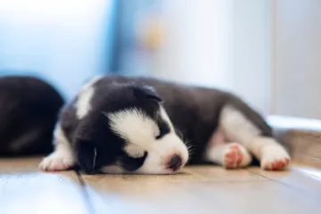 Vlasnica psa upozorava na smrtonosan virus: 'Ni veterinari nisu odmah prepoznali ove simptome, jako je lo&scaron;e...'