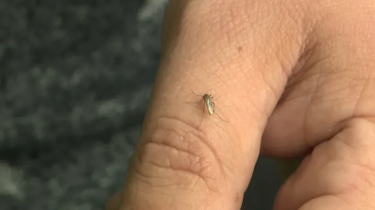 Kako se obraniti od komaraca? Provjerili smo što je mit, a što istina