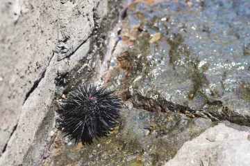 Vrebaju na plaži: Liječnica savjetuje što prvo trebate napraviti kad nagazite morskog ježa