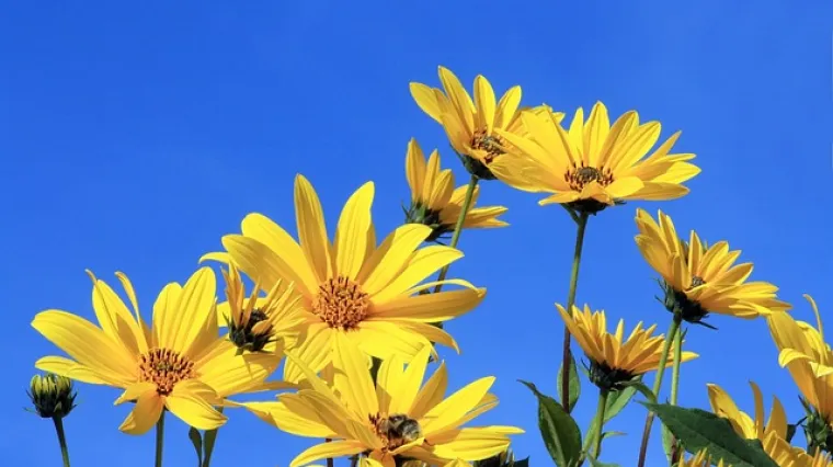 Recept za ukusno i hranjivo varivo od čičoke