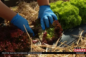 Znate li da u Čazmi postoje digitalni vrtovi? U samo godinu dana broj vrtlara povećao se s 400 na tisuću