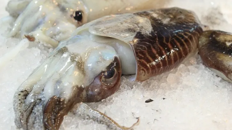 Kako koristiti crnilo od sipe? Kako sačuvati crnilo od sipe?