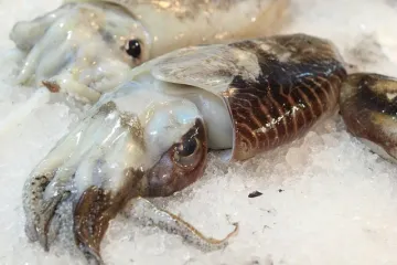 Kako se priprema sporo kuhana smrznuta sipa?