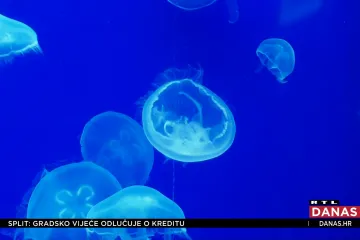 Najopasnije meduze Mediterana okupirale jug hrvatske obale: Opekotine su bolne, ostaju i ožiljci