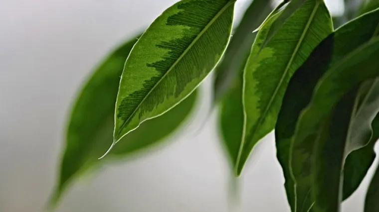 Kreativne ideje za kombinacije balkonskog cvijeća