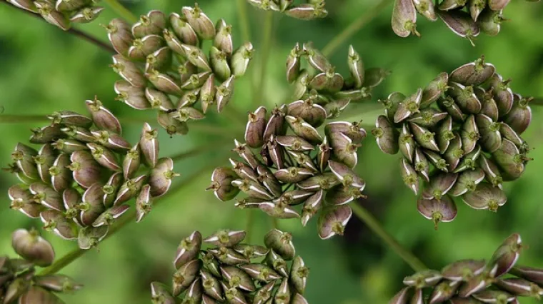 Kako izgleda biljka anis? Kako prepoznati biljku anis?