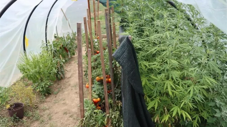 FOTO Uz rajčice i sezonsko povrće u plasteniku uzgajao i marihuanu. Križao ih da se teže uoče?