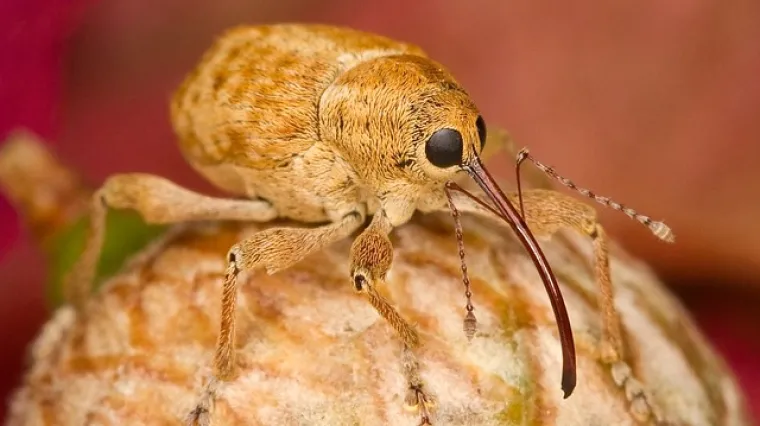 Što je žižak? Smije li se jesti žižak u grahu?